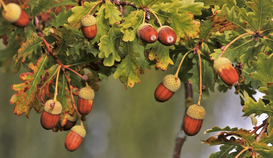 도토리 효능 - 3