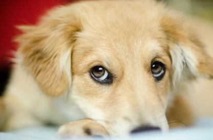 눈치 보는 강아지