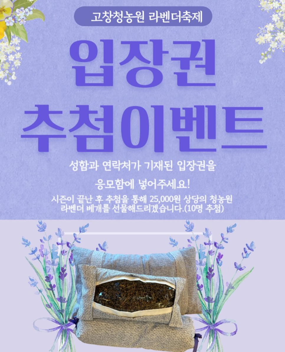 고성 하늬라벤더팜 라벤더 축제