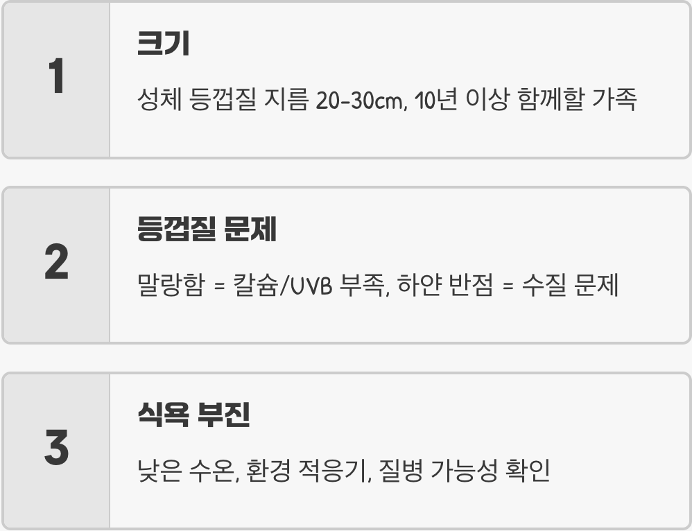 애완거북이 키우기 A to Z (사육장, 먹이, 온도 관리)