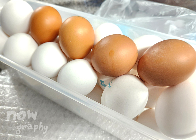 흰계란과-노란계란(갈색계란)