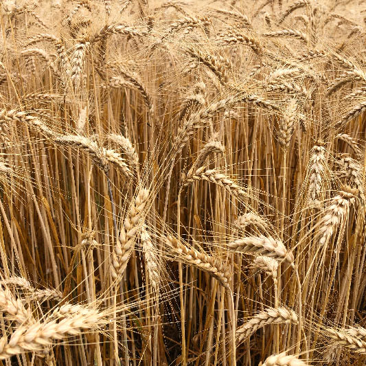 wheat 밀