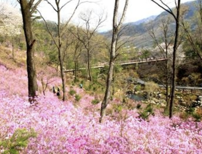 화담숲 꽃