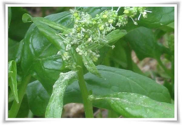 텃밭관리 &quot;3월에 심기 좋은 작물&quot; 감자 당근 상추 시금치 대파 비트 완두콩 ...