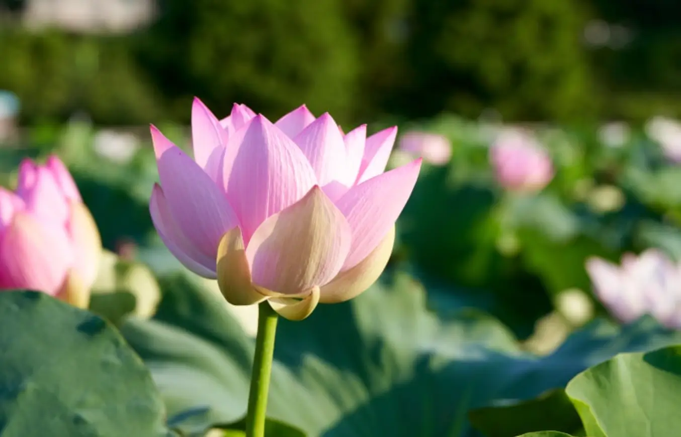 보시와 닮은 연꽃의 모습