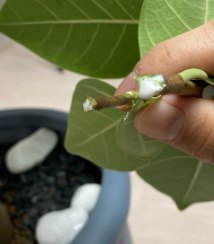 뱅갈고무나무 가지치기