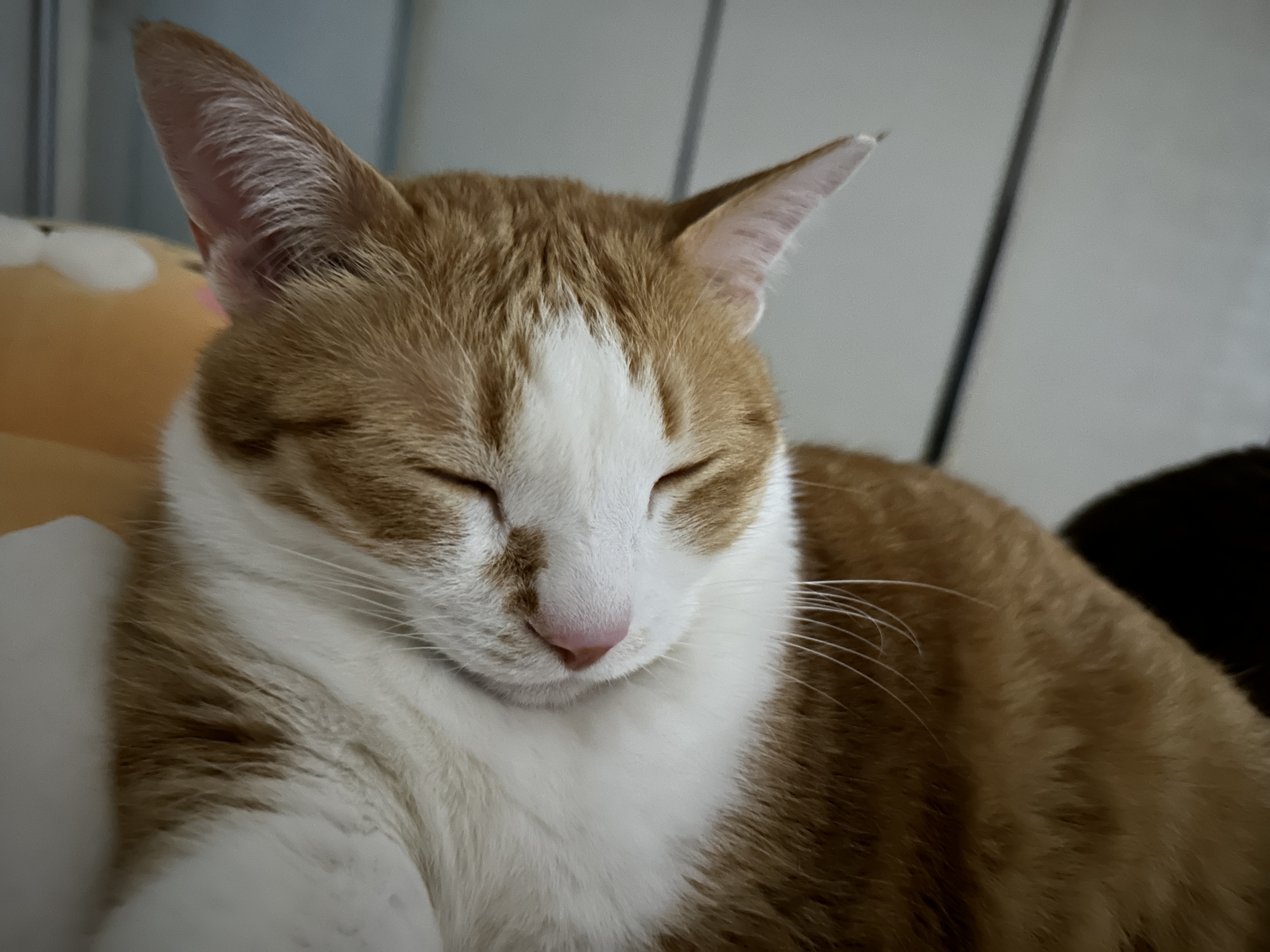 졸린_치즈냥이_호야