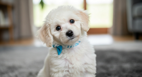 흰색 푸들 개 사진