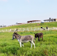 아이와 가평 가볼만한곳 추천 가평양떼목장