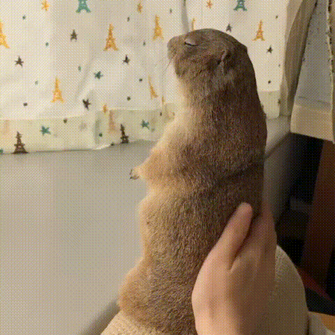 움짤