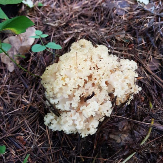 산에 핀 꽃송이 버섯