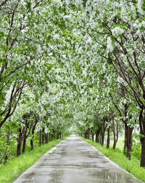 청주무심천-이팝나무길