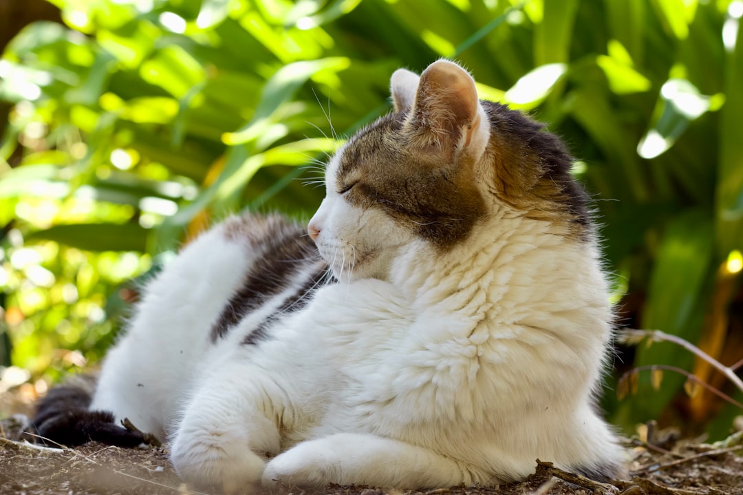 Belly fat