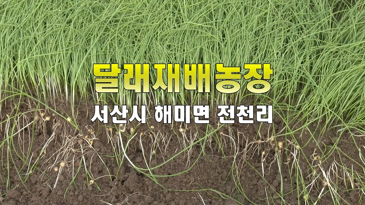 달래 재배 분구 나누기 화분 키우기 향 유지_1