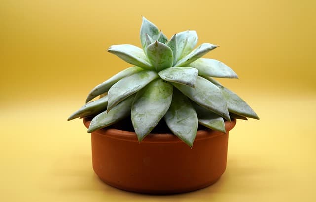 식물 관리가 처음이라면? 물 주기와 배수 팁