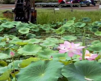 세미원 연꽃축제, 연꽃문화제_9