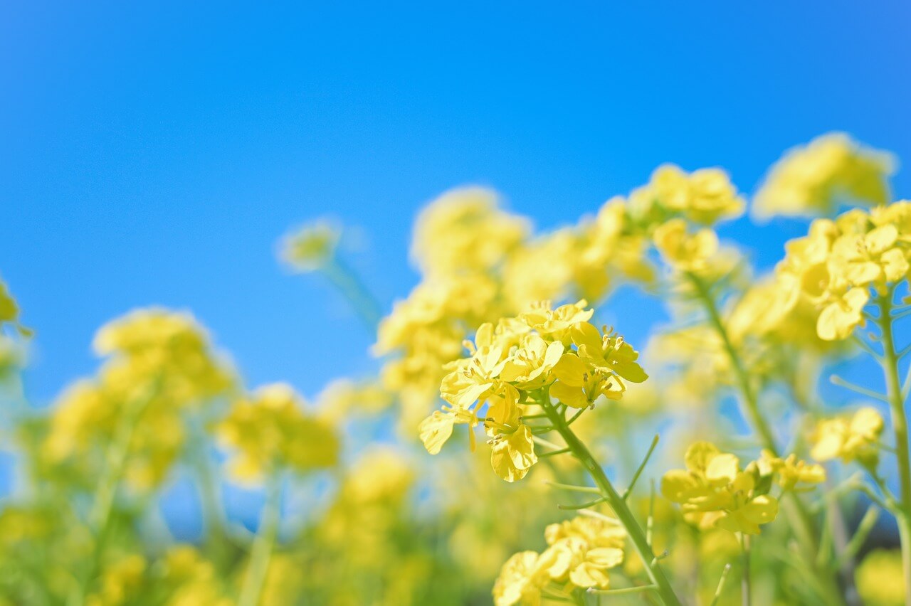 2025 마산가고파국화축제 일정