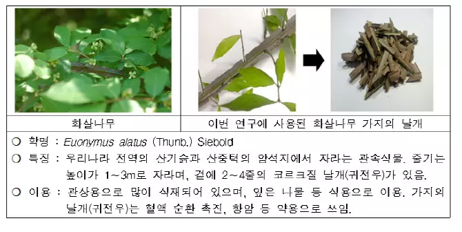 화살나무 연구 개요 사진
