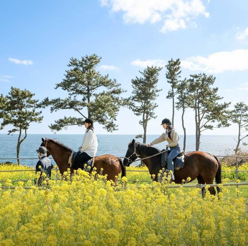 제주 승마체험
