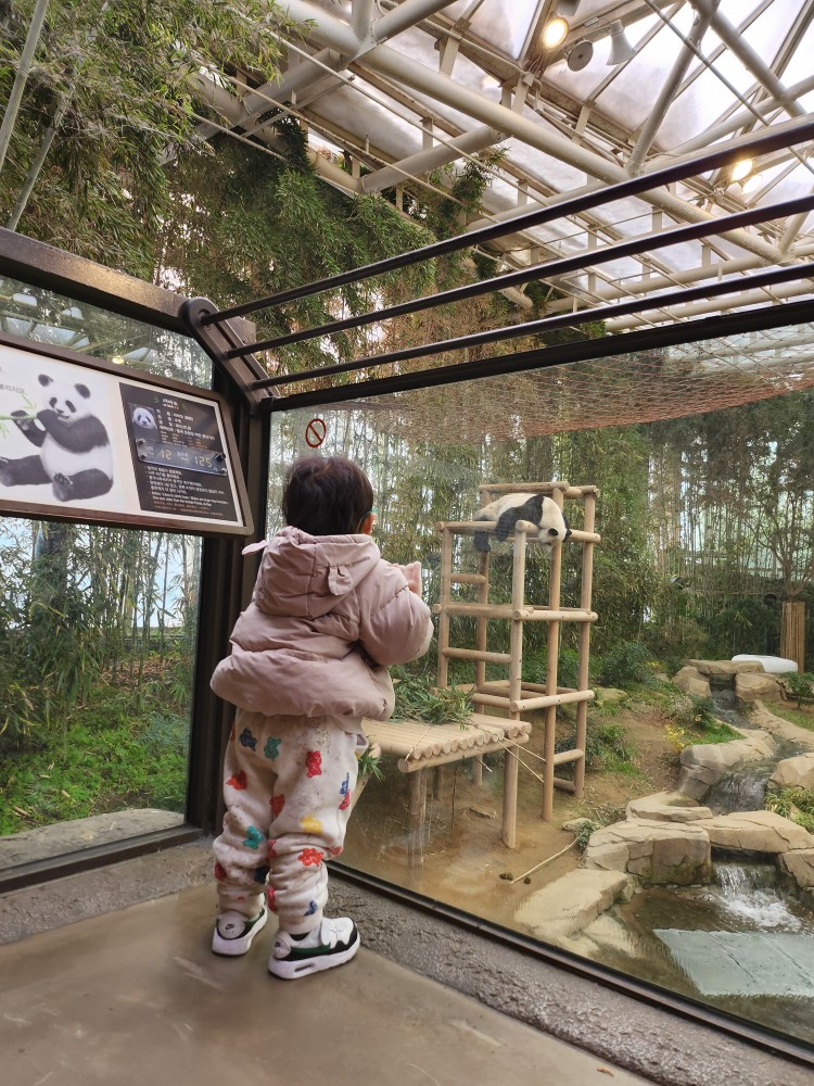 판다를 보는 아이