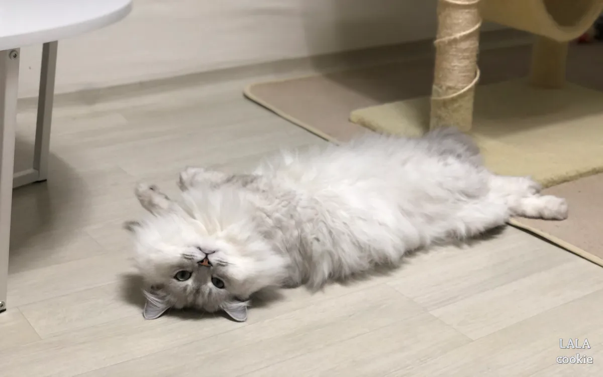 고양이-비만-원인-누워있는-고양이