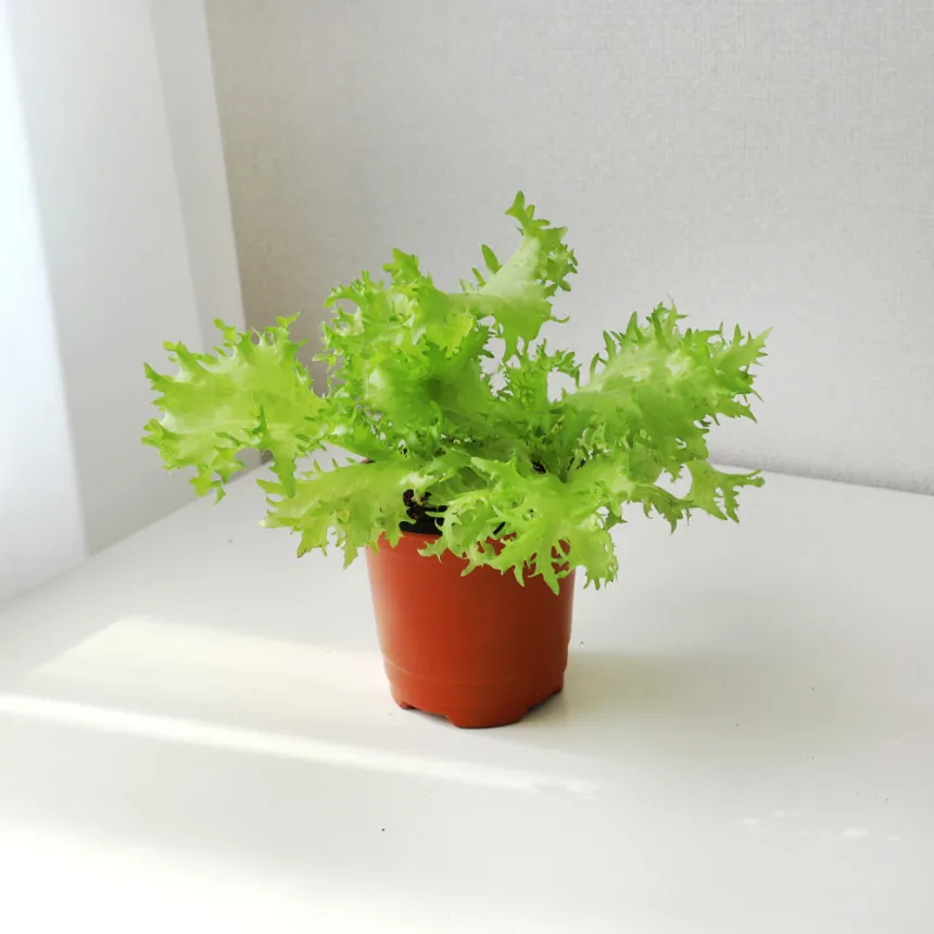 치커리 재배 쓴맛 줄이기 차광 요령 물 관리_9