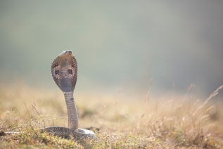 뱀에 물리는 꿈