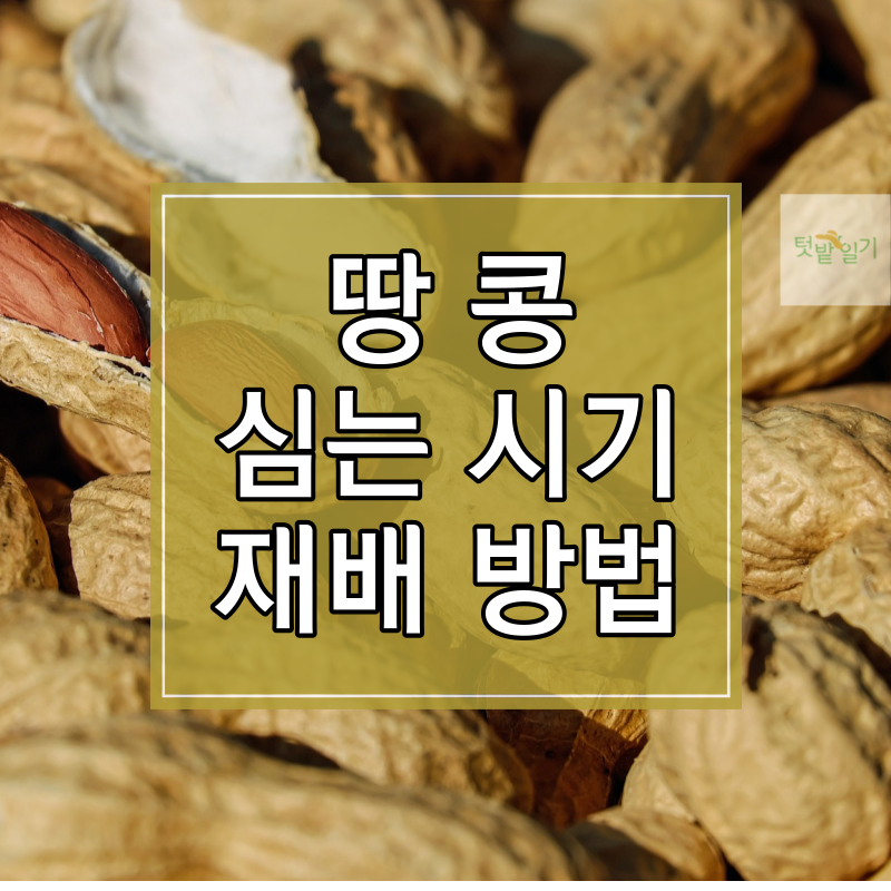 땅콩 심는 시기 및 재배방법