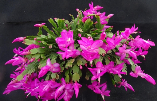 겨울 꽃 게발선인장