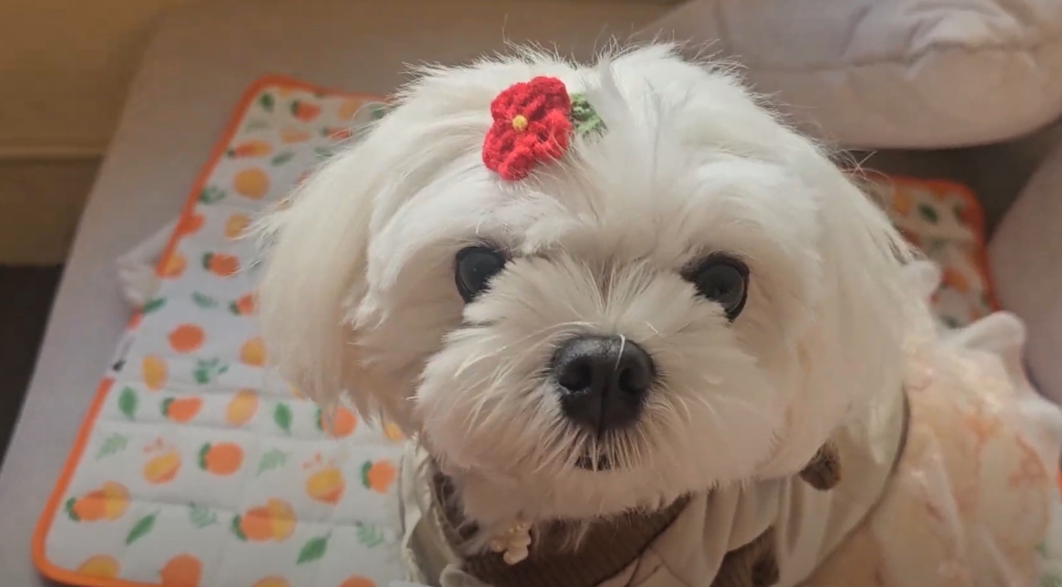 반려견 동반 가능 카페 ‘모디피(modify)’