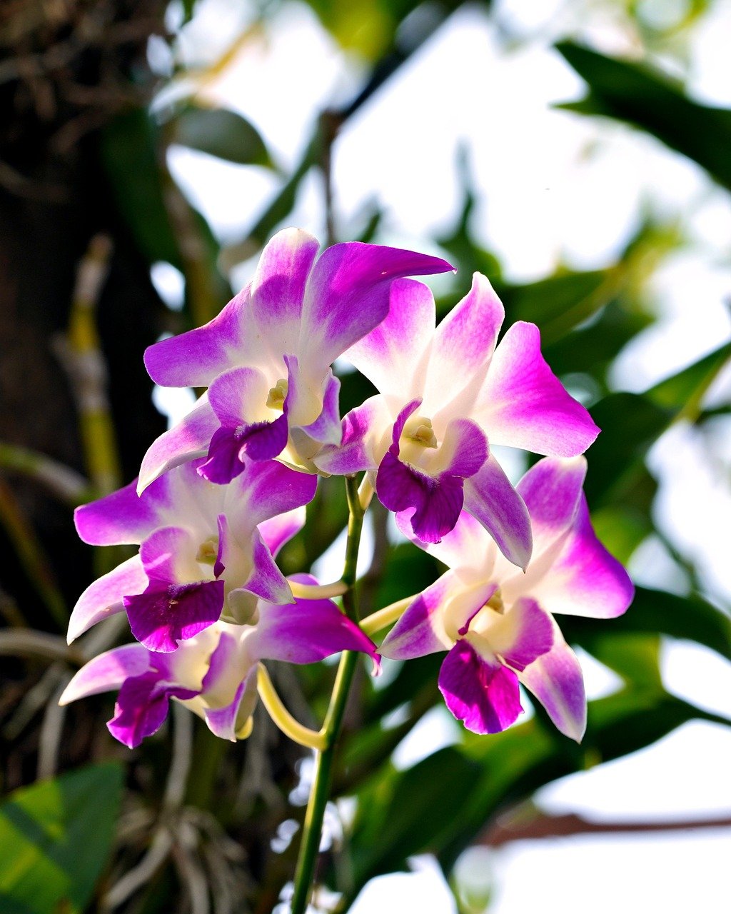 난초 관련 사진