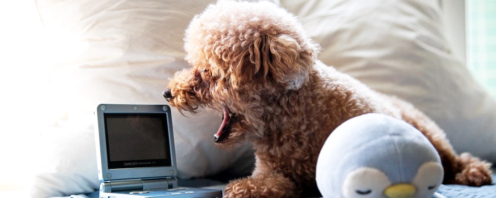 토이푸들 잘 키우는 방법 2