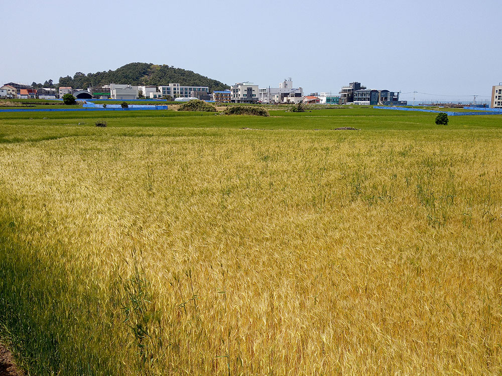 올레17코스: 광령1리사무소에서 제주원도심 올레까지
