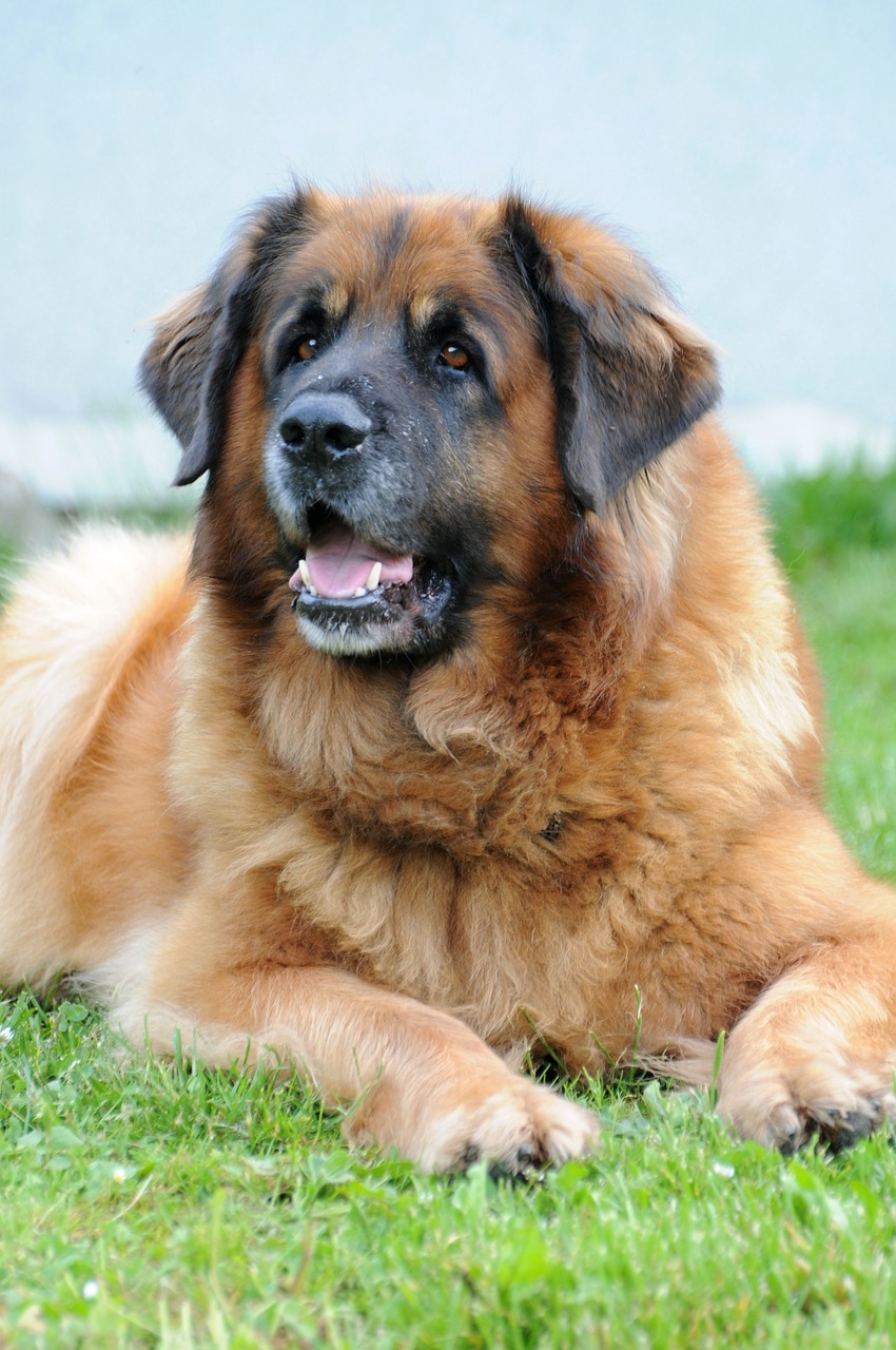 레온베르거(Leonberger)5