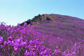 제 26회 천주산 진달래축제 기본일정과 프로그램 소개 류지광 남승민 출연
