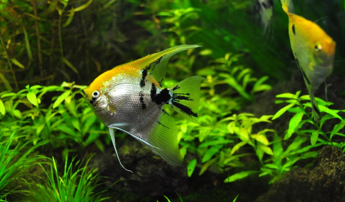 열대어 어항 여과기의 선택 가이드