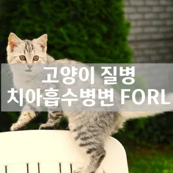 고양이 갑상선 기능 항진증 원인 증상 수치 관리법 총정리 정리자료_17