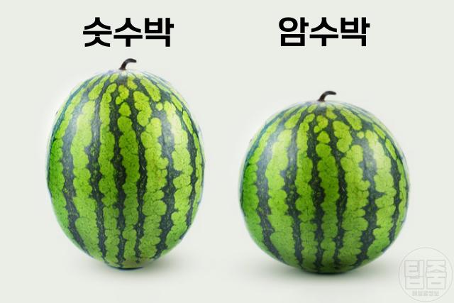 수박 맛있는거 고르기,수박 고르는 팁,팁줌