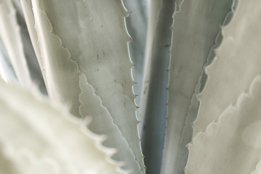 Aloe vera