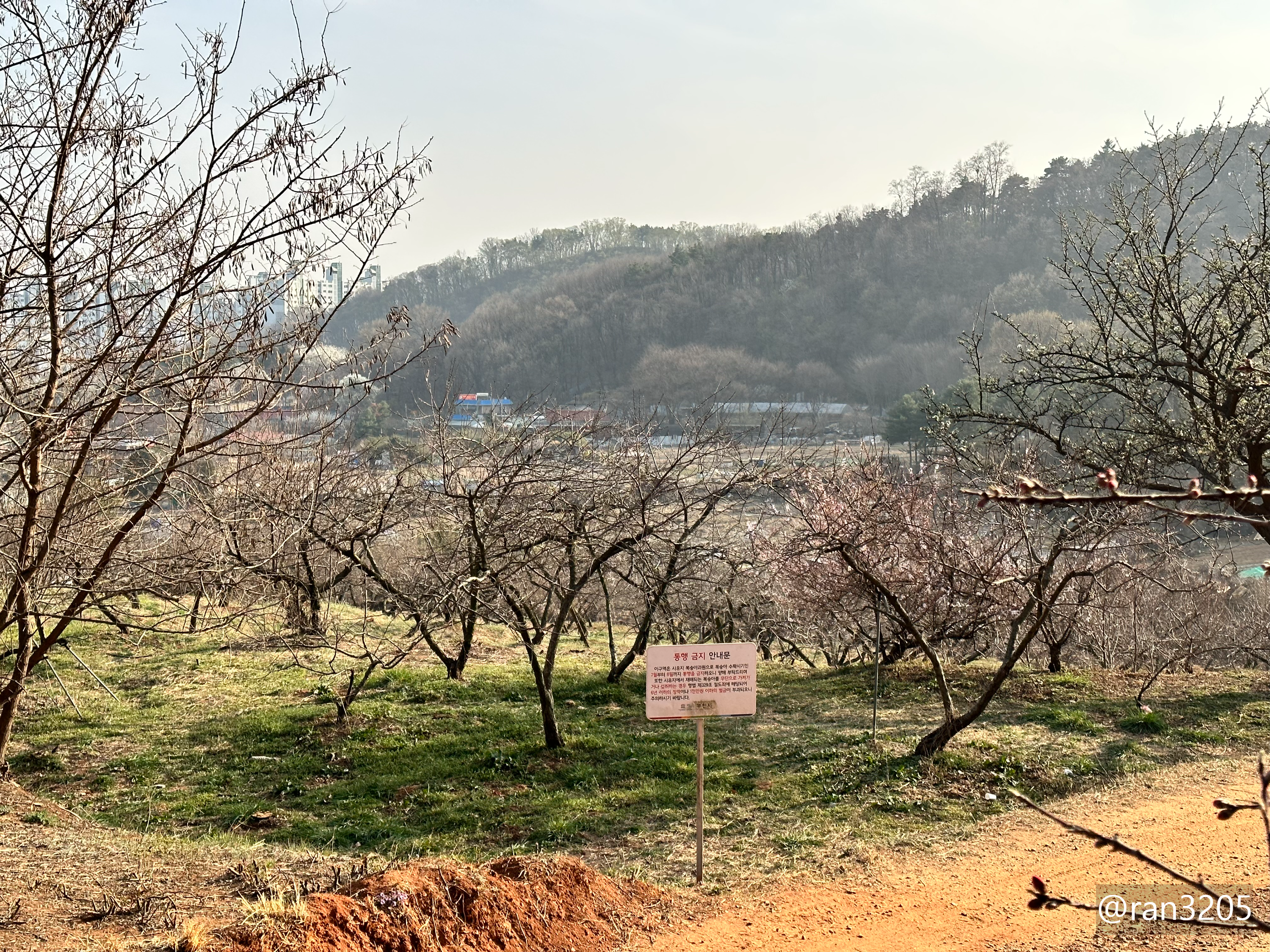 춘덕산 복숭아 과원