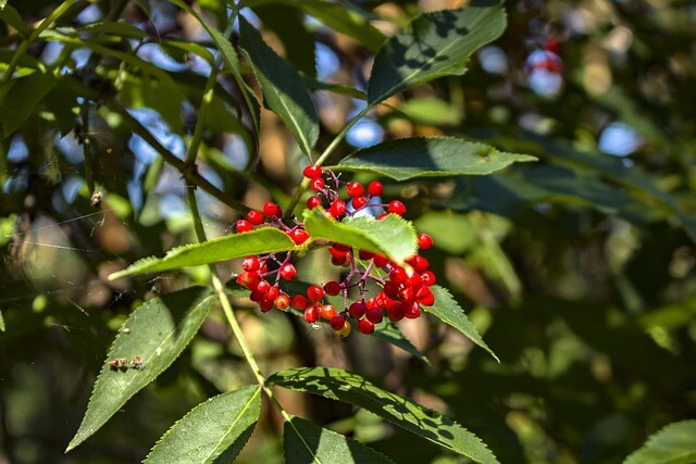 마가목 효능 총정리