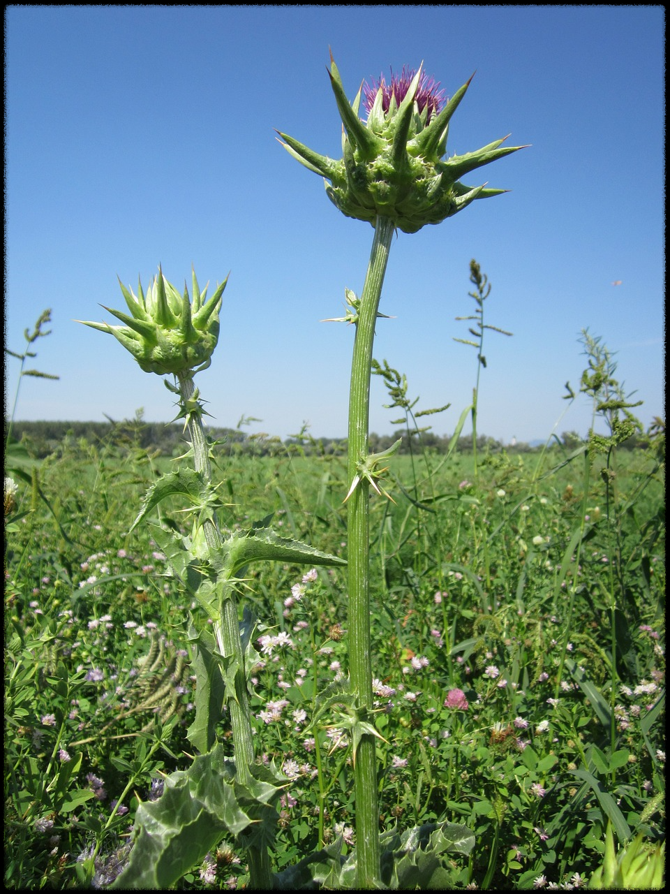 밀크씨슬 이미지24