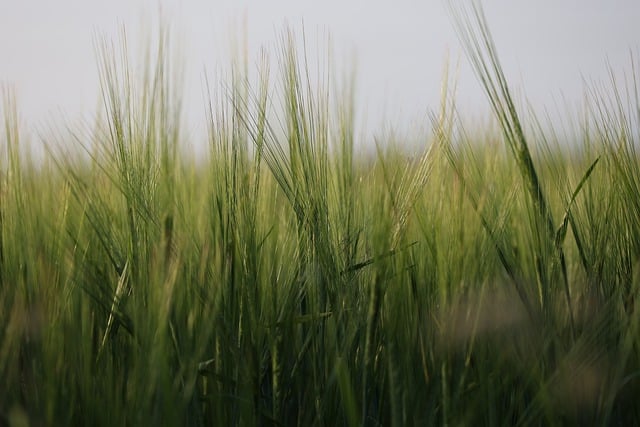 서울-춘천 ITX-청춘 열차 운행 시간표 운임 요금3