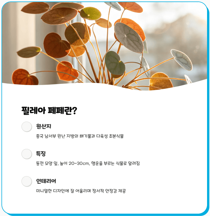 필레아 페페