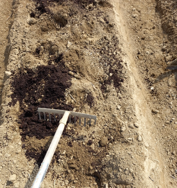 호박 심는시기(단호박, 늙은호박, 애호박모종), 호박모종 심는방법, 호박 키우기 재배부터 수확까지 쉽게 알아보기!