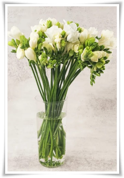 "프리지아" 봄을 알리는 황금빛 향기, 그 매력과 재배의 모든 것!