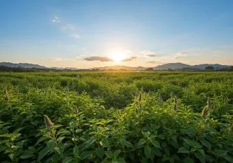 중부지방 들깨 파종시기 및 재배법 농사 팁 정리_2