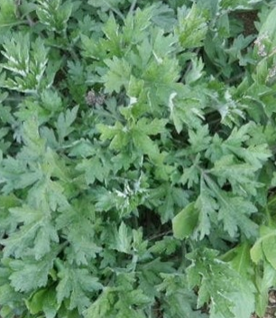 쑥 효능 부작용 칼로리 요리