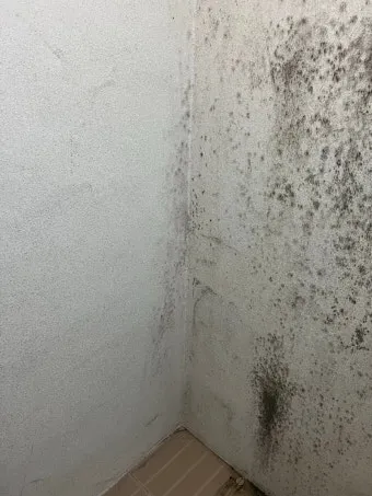 곰팡이 제거 락스 과탄산소다 환기 습기 원인 총정리_19