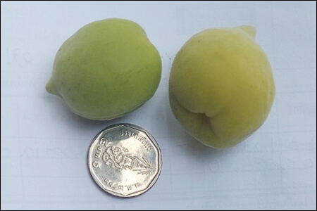 매실 크기를 비교하기 위해 옆에 동전을 놓은 모습